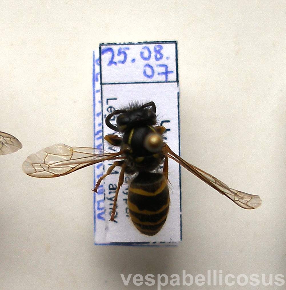 Общественные осы (Hymenoptera: Vespidae) Чувашии - The social wasps  (Hymenoptera: Vespidae) of the Chuvash Republic, Russia